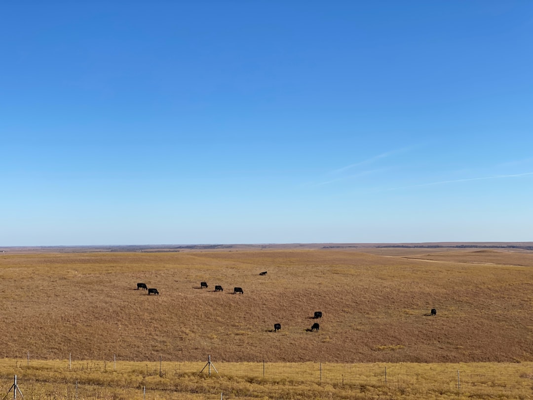 Photo prairie strips conservation buffer