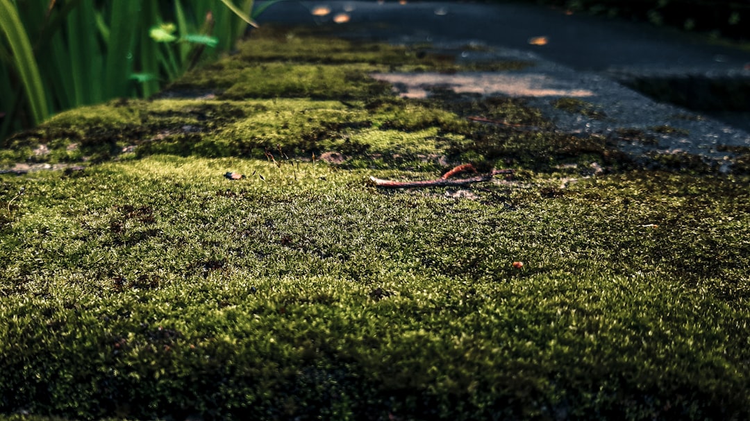 Photo carbon sequestration