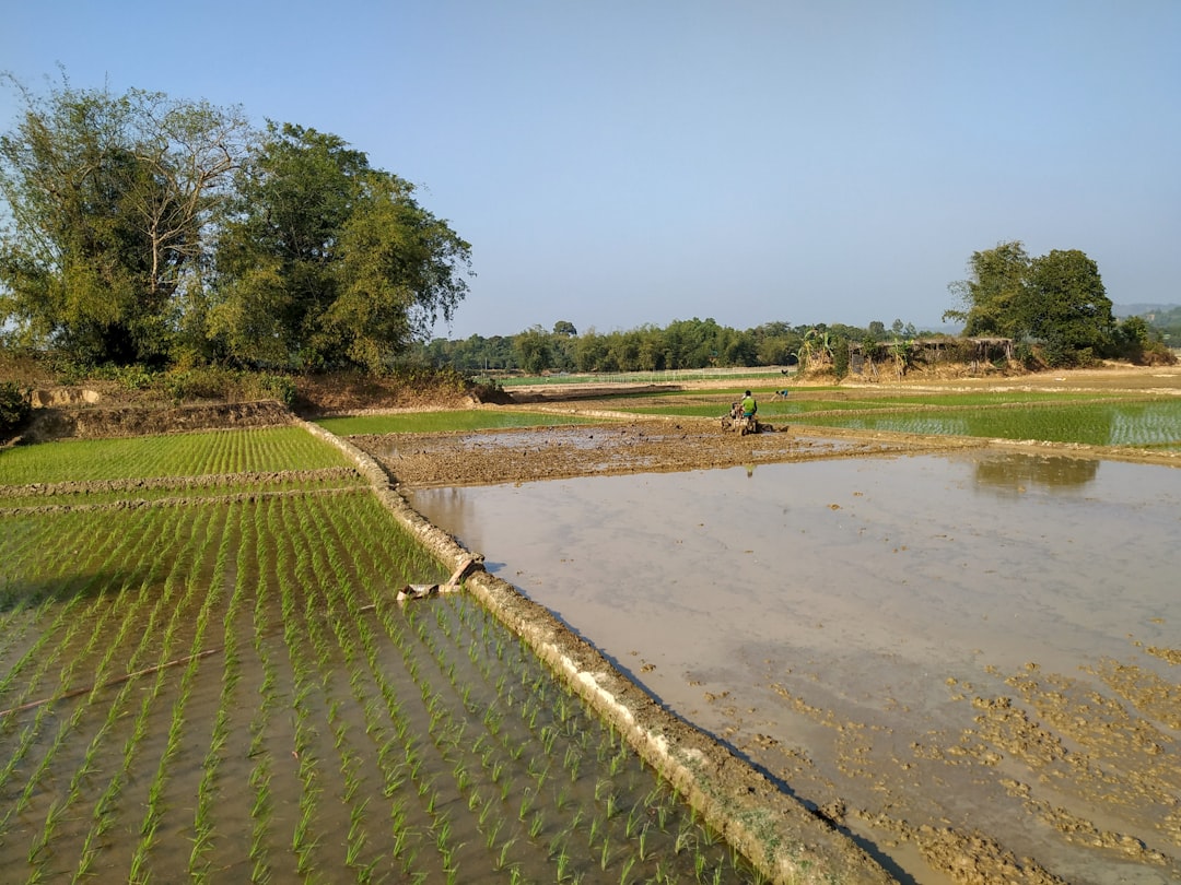 Farming Without Tools Thriving Farming: No Irrigation Needed