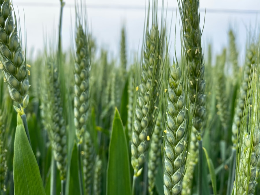 Photo cover crop benefits