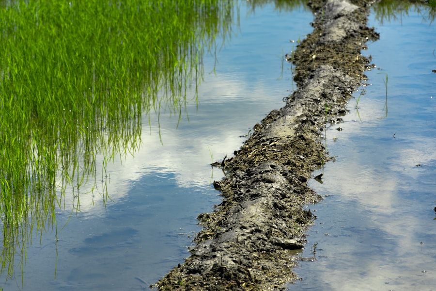 Photo Darién Gap environmental mitigation