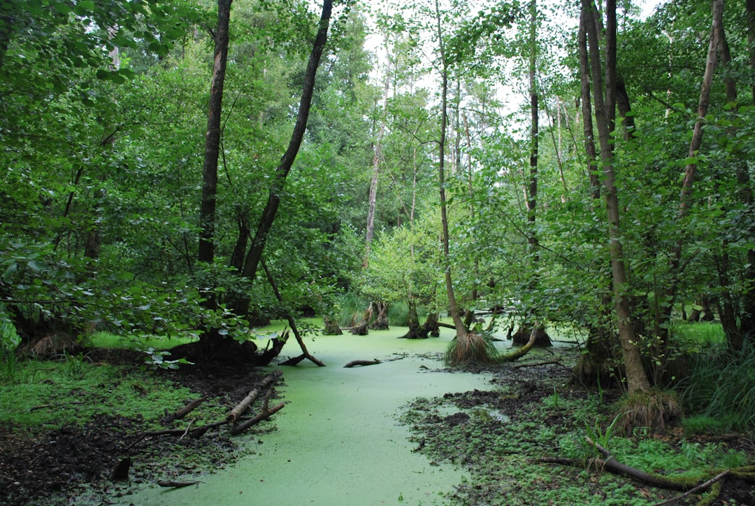 Photo Darién Gap swamp drainage