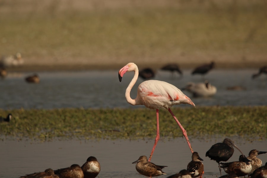 flamingo population decline