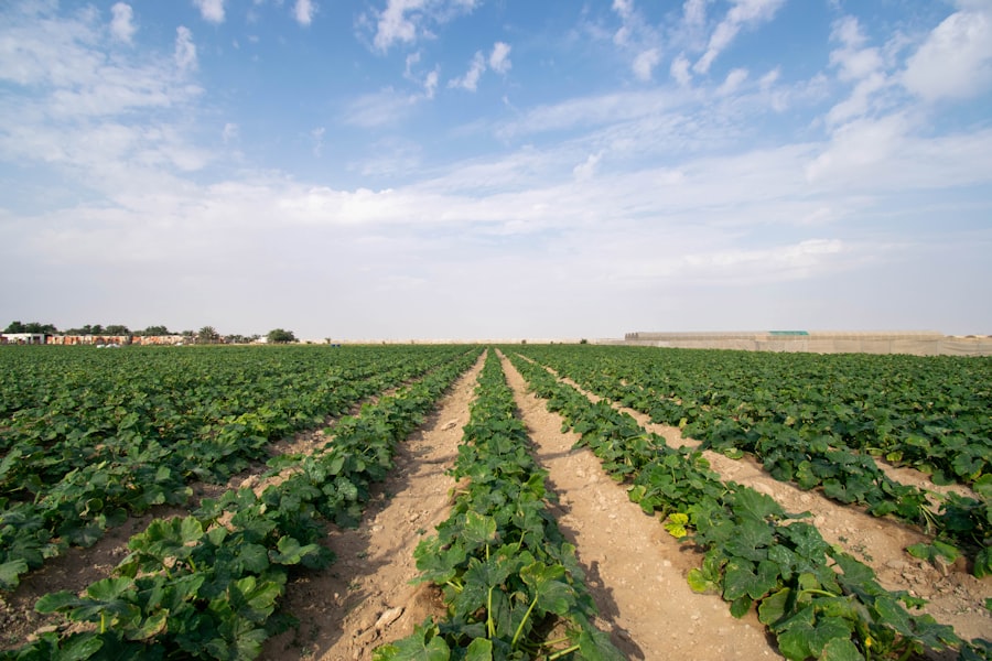 agricultural consolidation