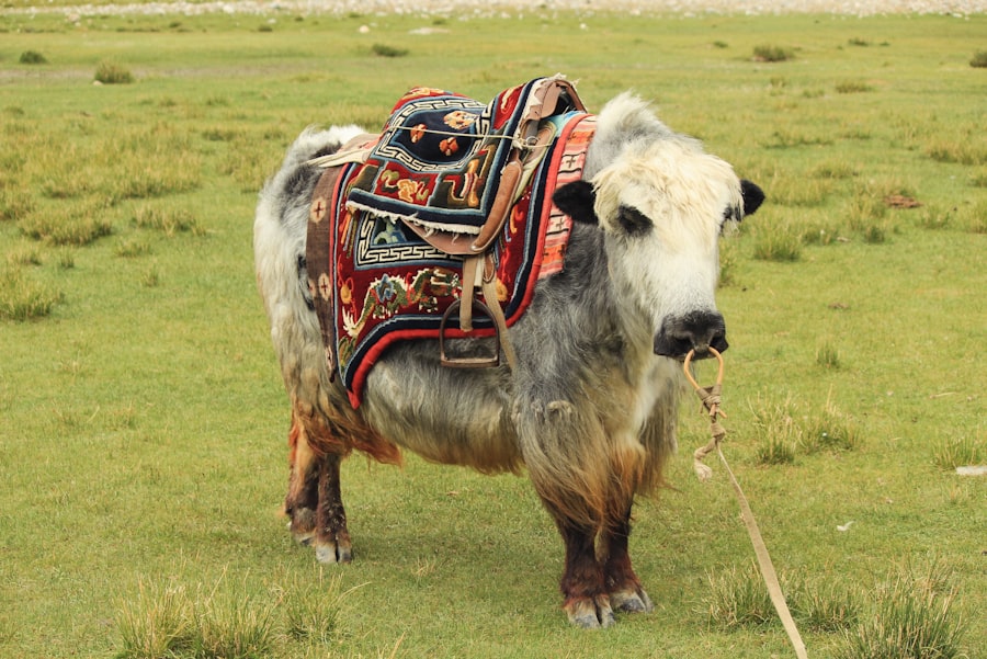 Photo tibetan plateau