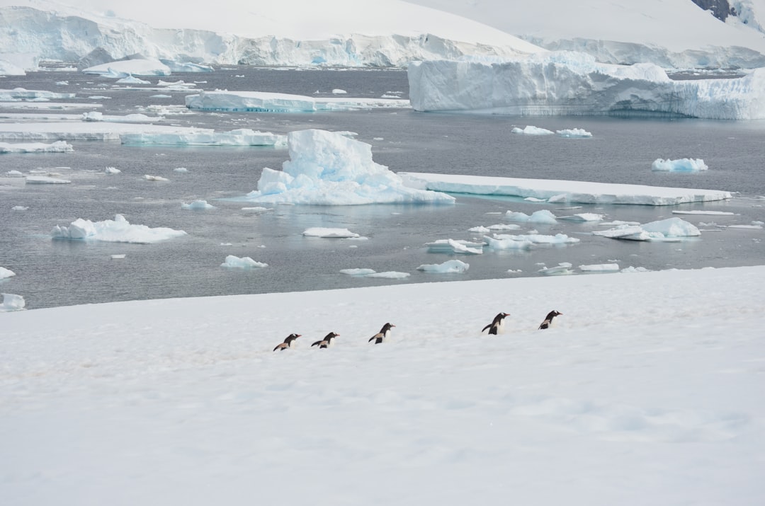 Photo Antarctic tourism