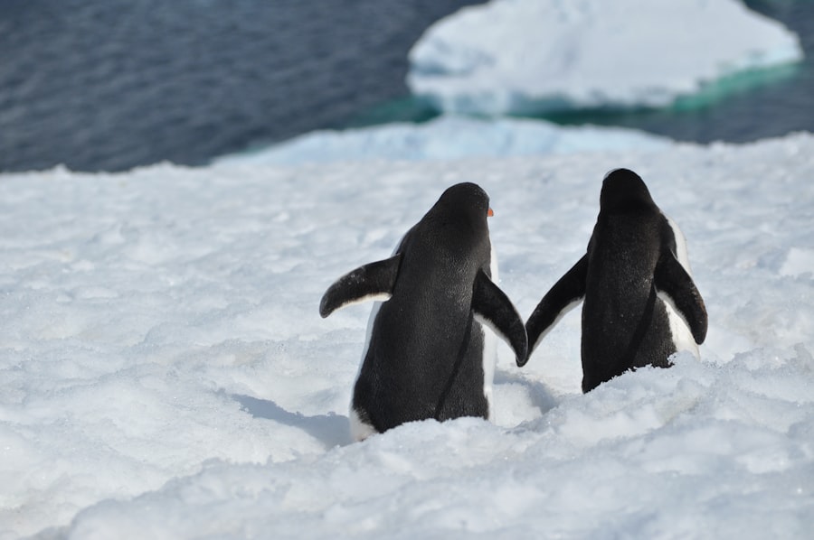 Photo Antarctic tourism