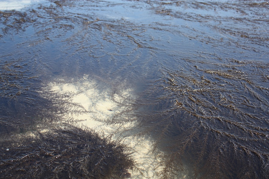 Photo wind patterns pond surface shearing