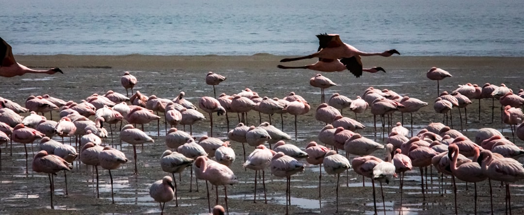 Photo flamingo population decline