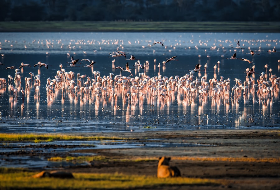 Photo flamingo population decline