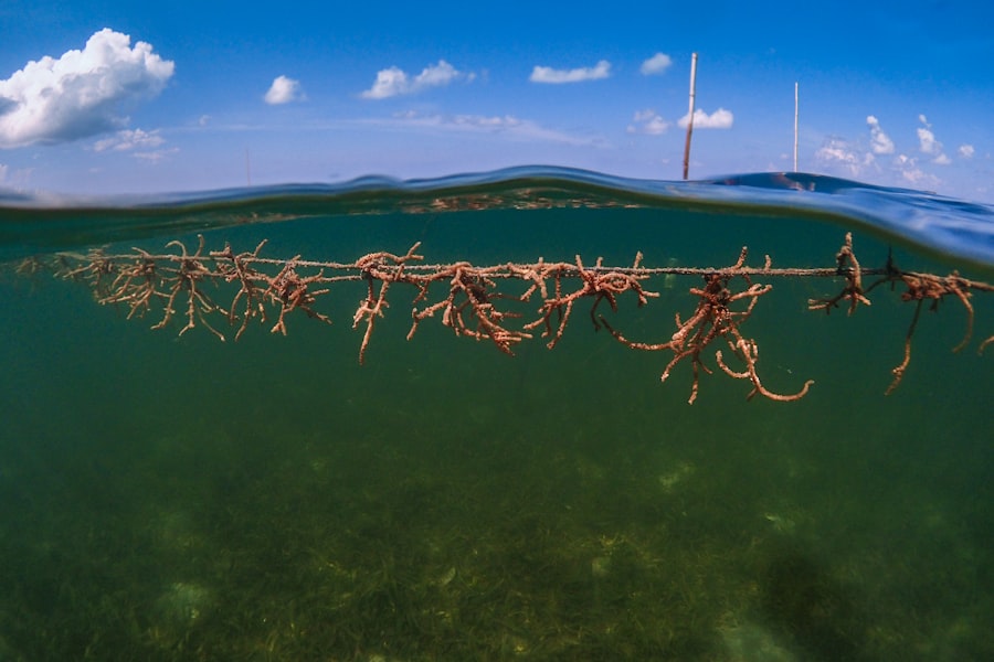 Photo underwater drones