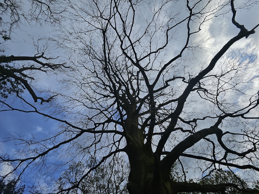 Photo carbon sequestration