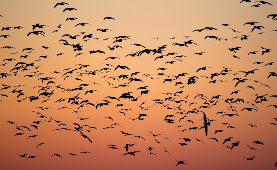 migration