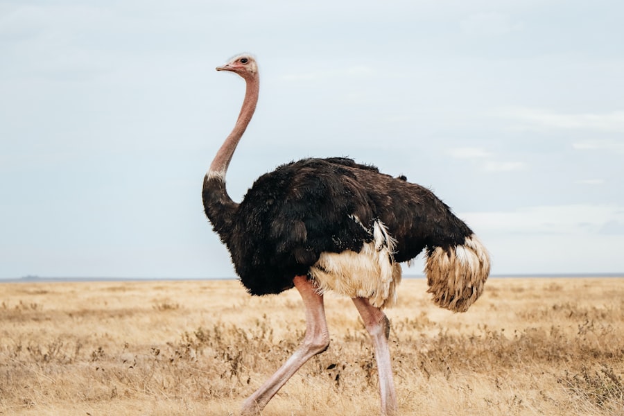 national park conservation