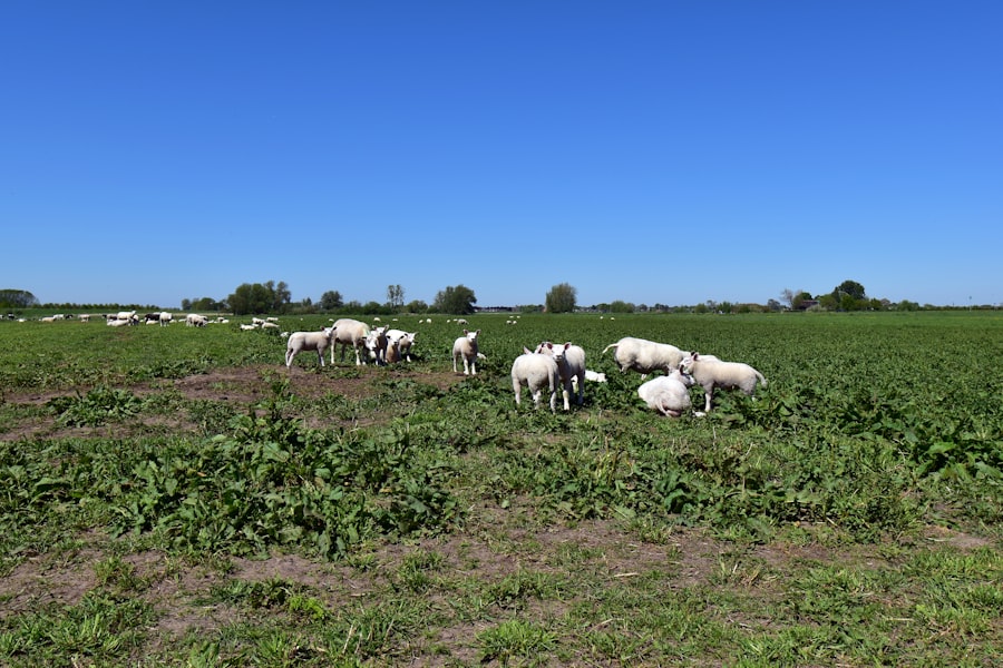 alfalfa farming