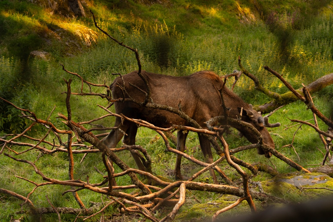 Photo sturgeon poaching