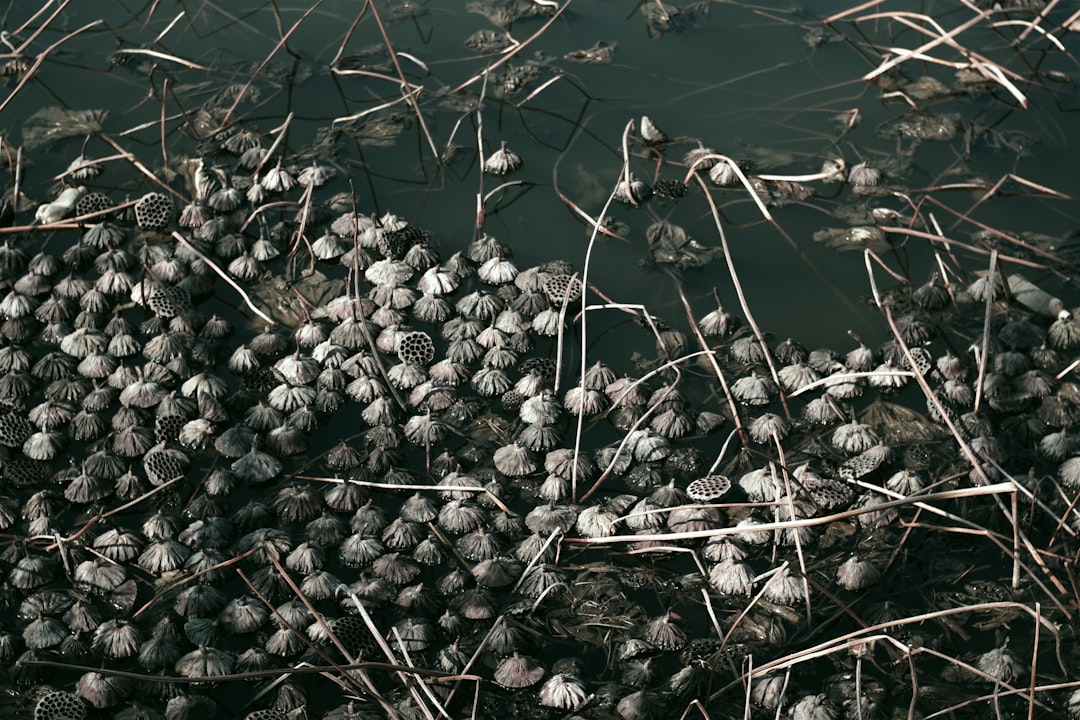 Photo manganese rich cathodes