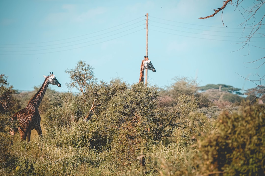 Photo africa power pool transmission lines