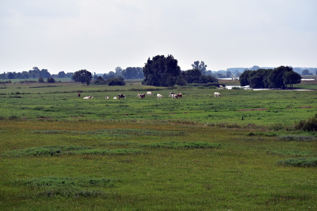 Photo alfalfa farming
