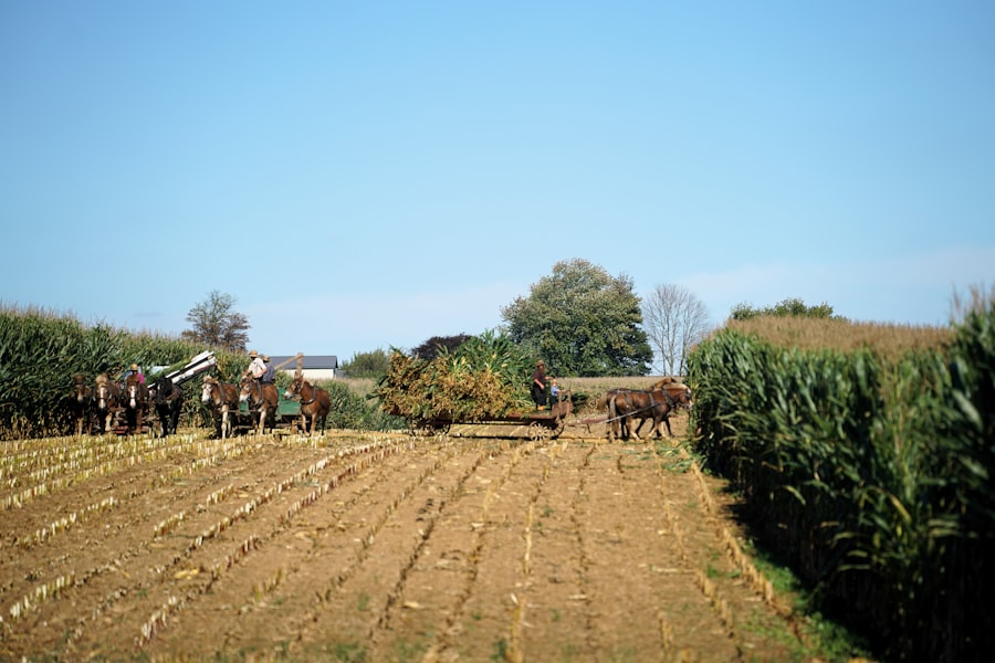 Photo alfalfa farming