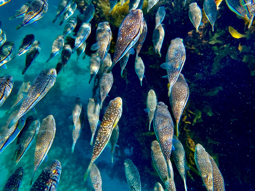 Sand Mining: Devastating Impact on Biodiversity and Fisheries