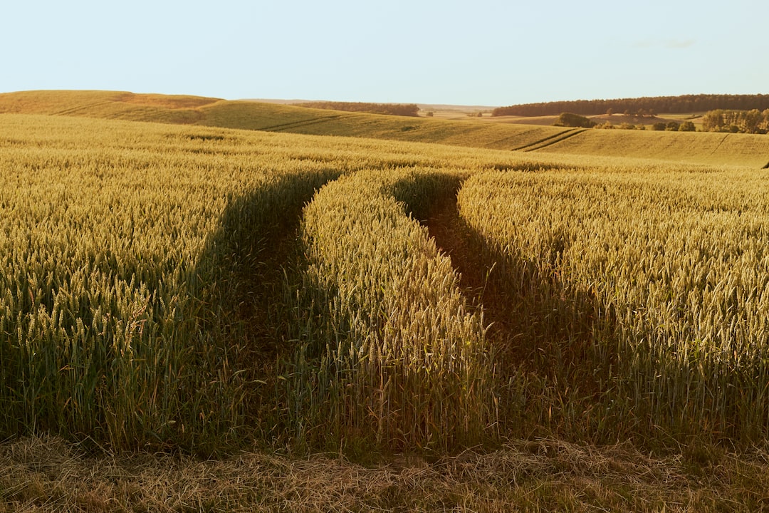 Photo wheat production