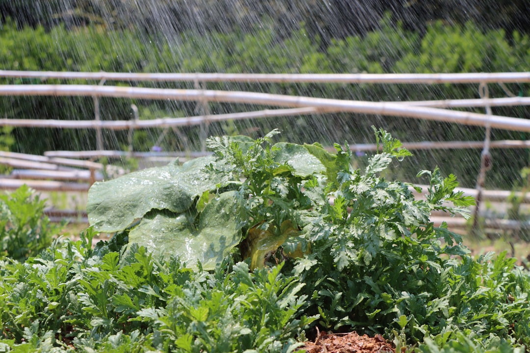 Photo drip irrigation