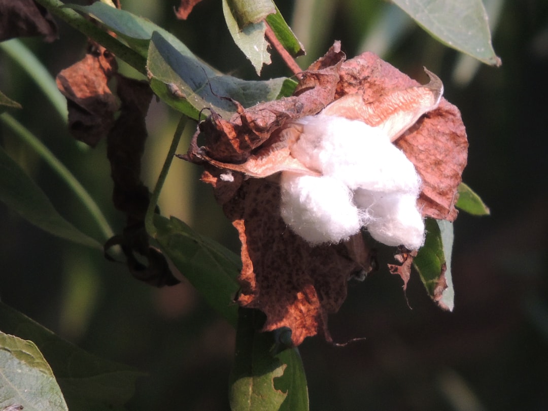 Photo cotton quotas