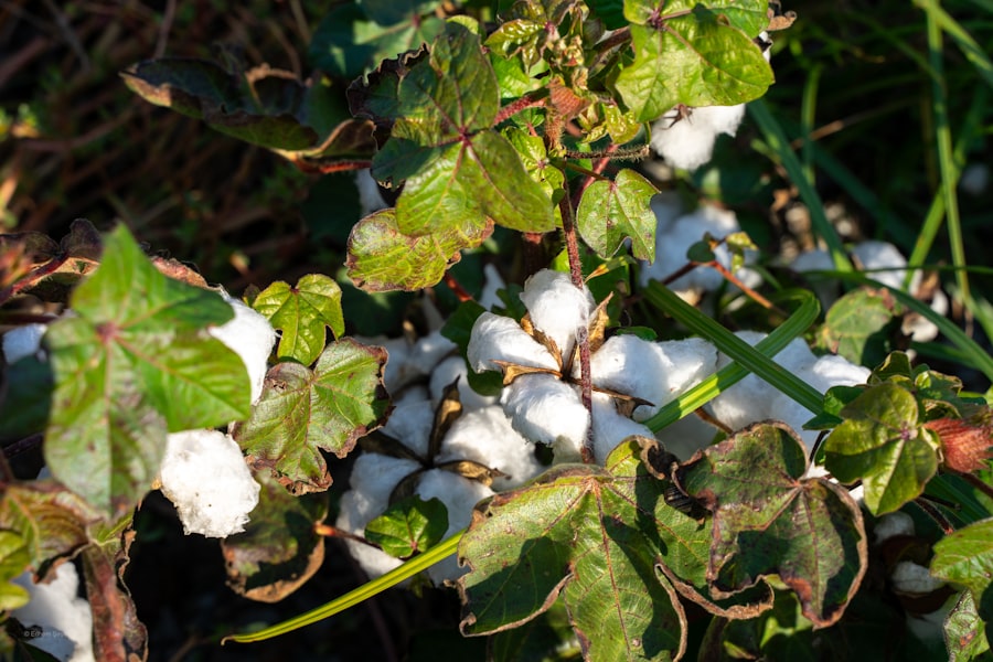 Photo cotton quotas