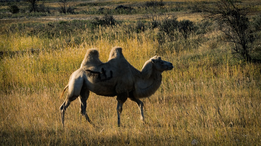 turkmenistan gas swaps