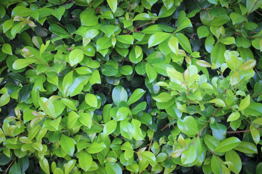 shrubs