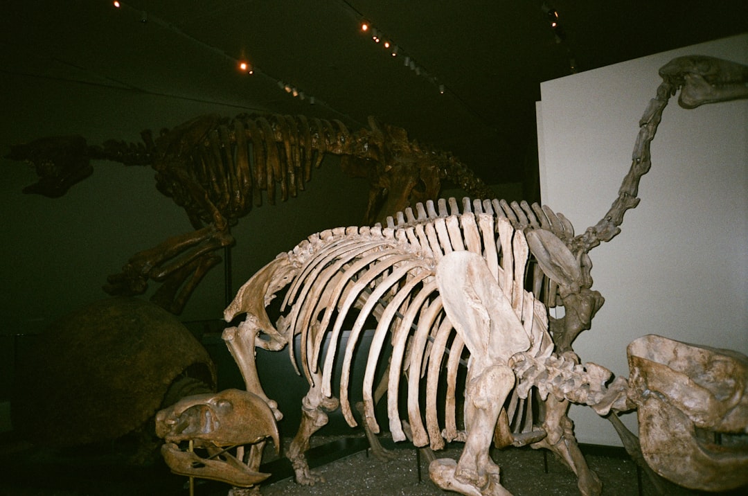 Photo sturgeon extinction