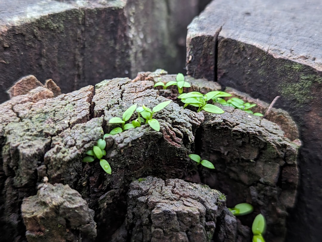 Photo resilience strategy