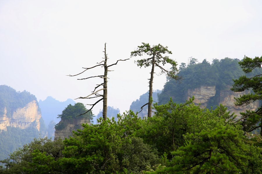 Photo China forest survival KPI audit