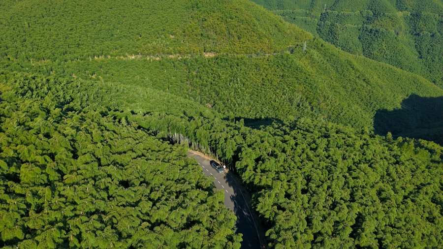 Photo China ghost forests environmental impact