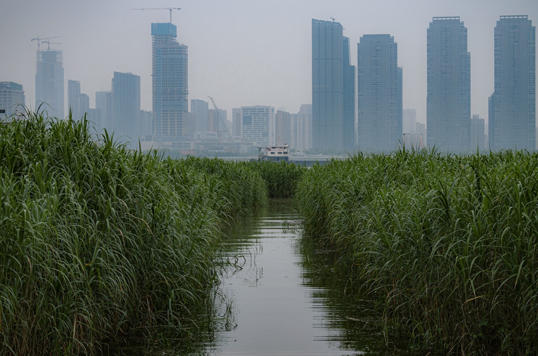 Photo China grain to green program failure