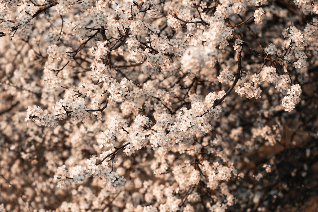 Photo soil salinity