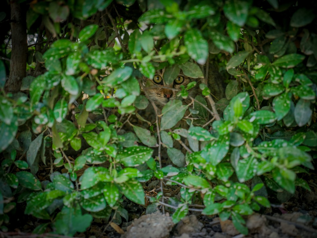 Photo shrubs