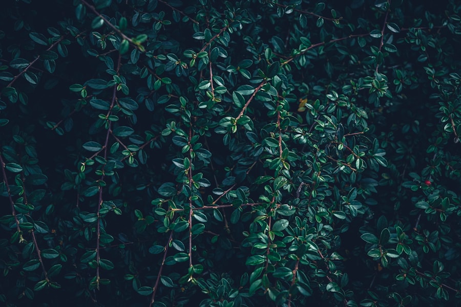 Photo shrubs