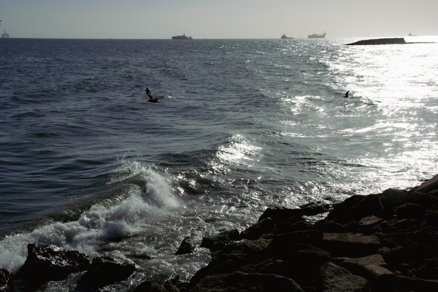 Photo caspian sea fisheries