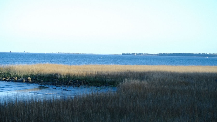 coastal marshland expansion