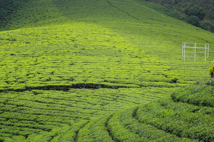 tea plantations