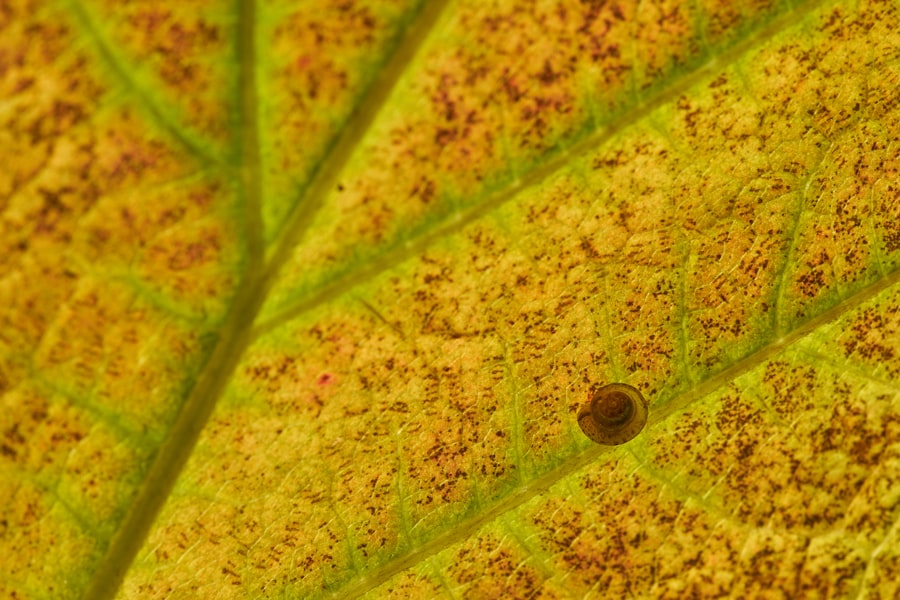 coffee rust pathogen