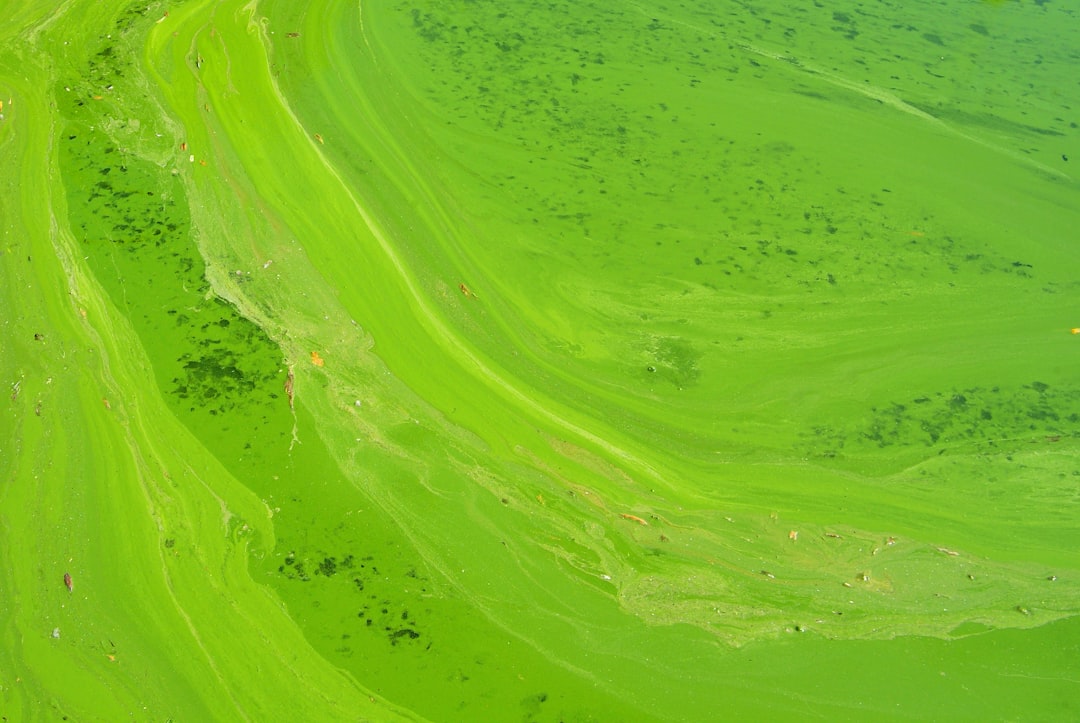 Photo harmful algal blooms