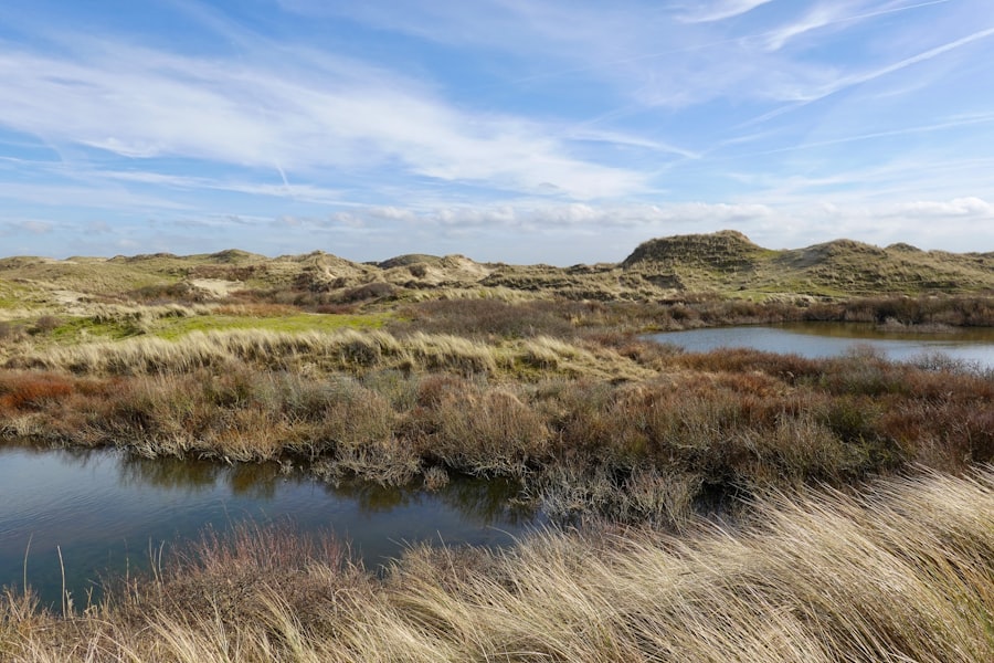 Photo coastal marshland expansion