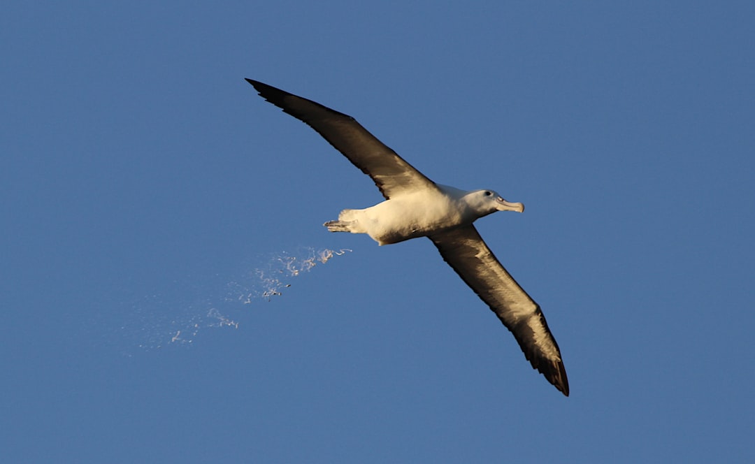 Photo pension albatross