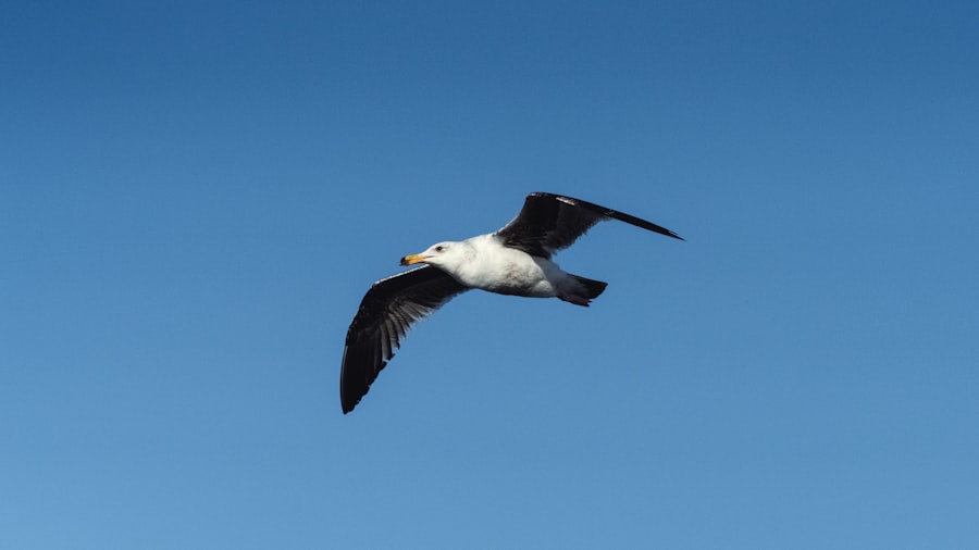 Photo pension albatross