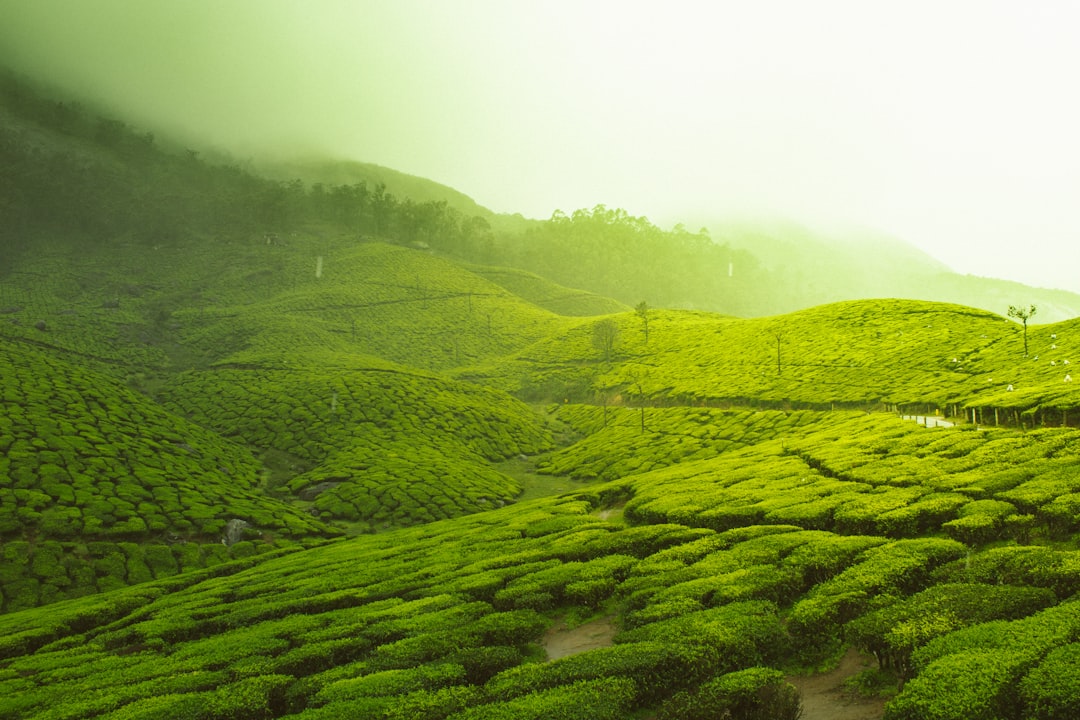 Photo tea plantations