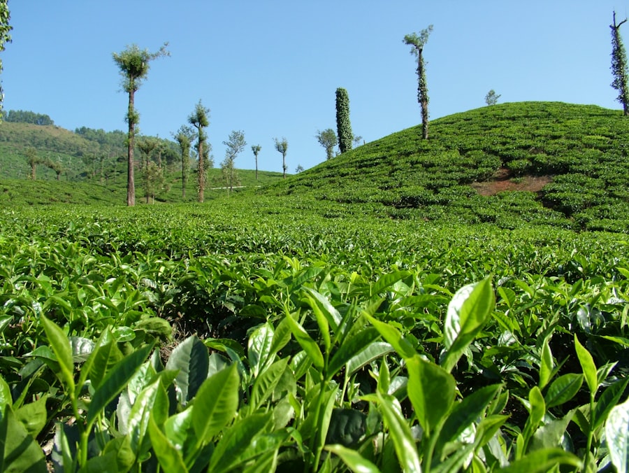 Photo tea plantations