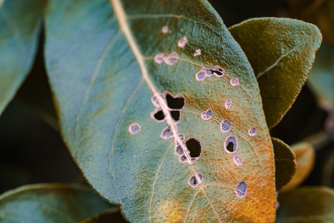 Photo coffee rust pathogen